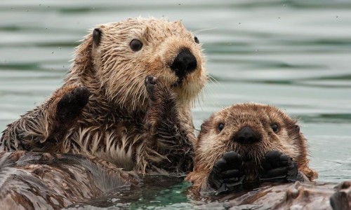 膳食纤维颗粒多少钱一袋-膳食纤维颗粒多少钱网 - 膳食纤维粉害处大揭秘,膳食纤维冲剂的好处